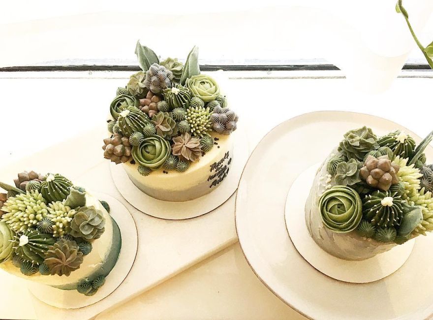 succulent cakes