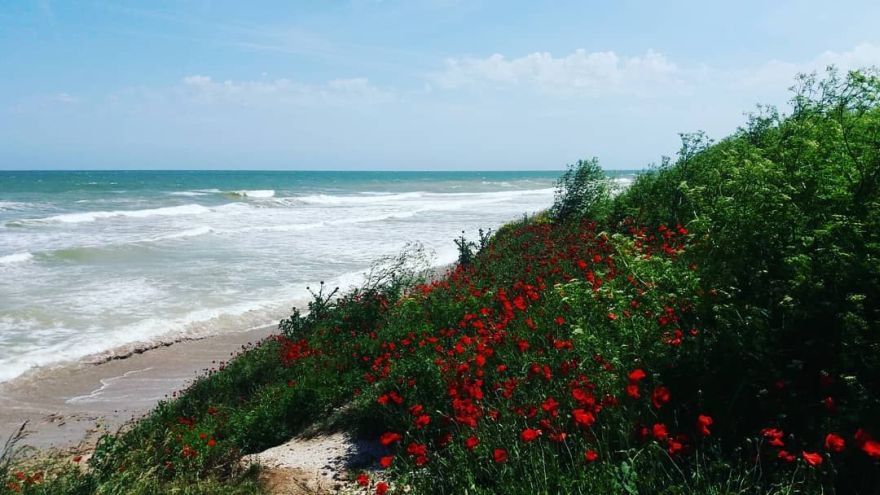 poppies Vama Veche