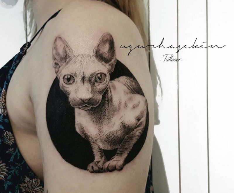 Sphynx cat tattoo 