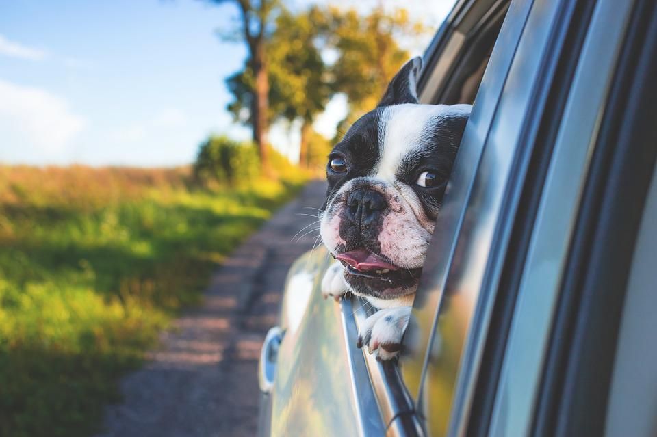 Useful Car Cleaning Guide for Pet Owners